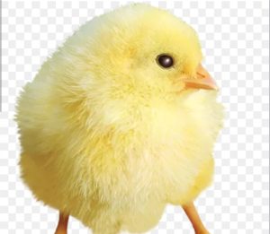 جوجه یک روزه از تخم بیرون امده