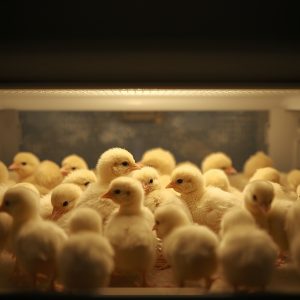 جوجه مرغ تازه متولد شده